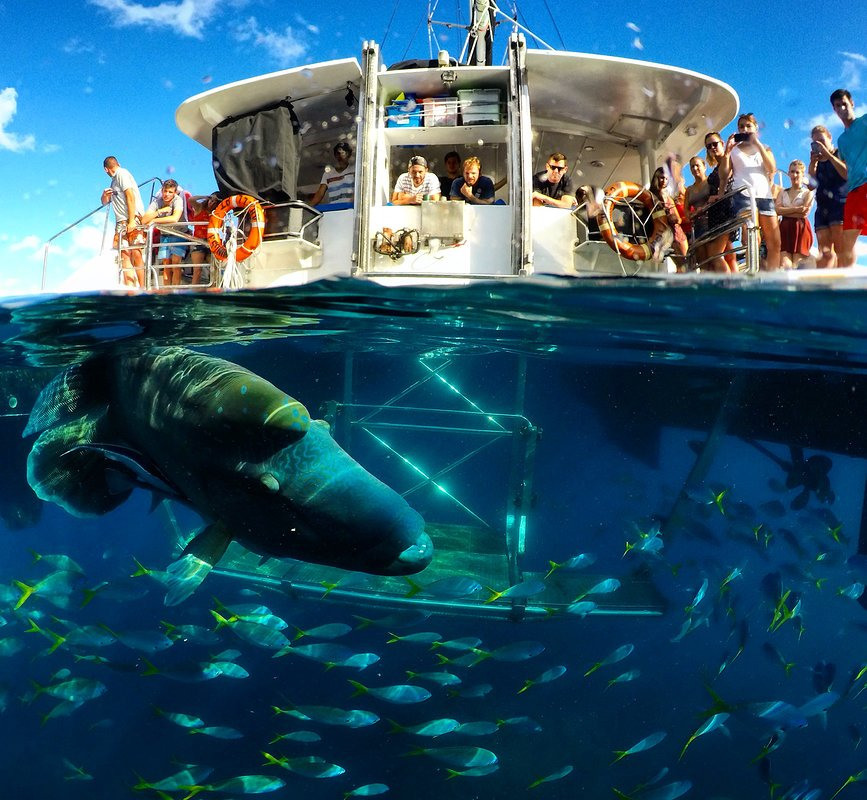 The Whitsundays boat hire Wings