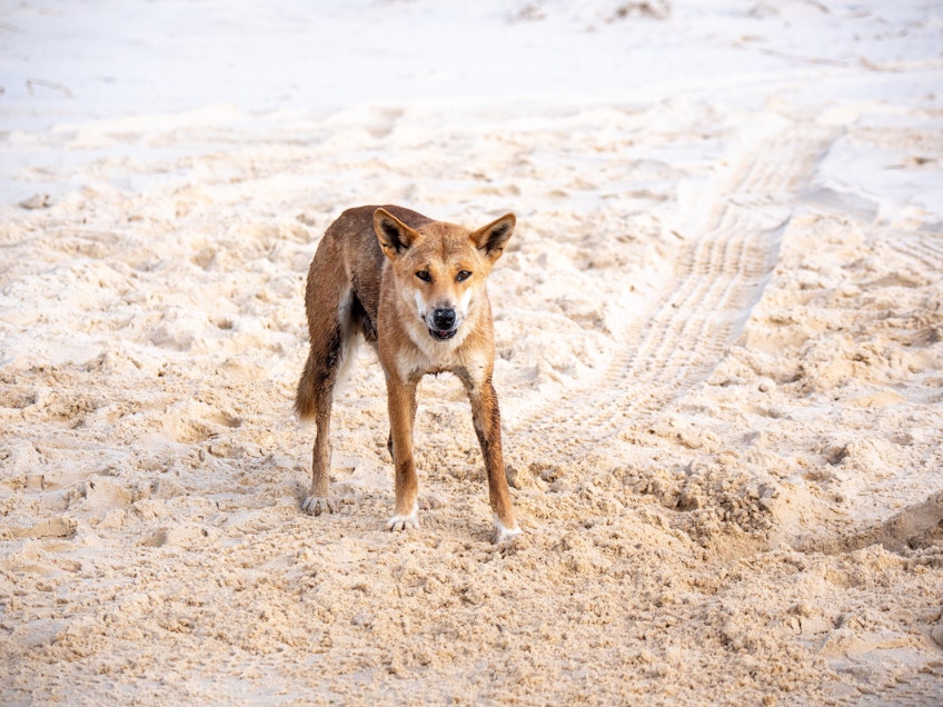Fraser Island dingo
