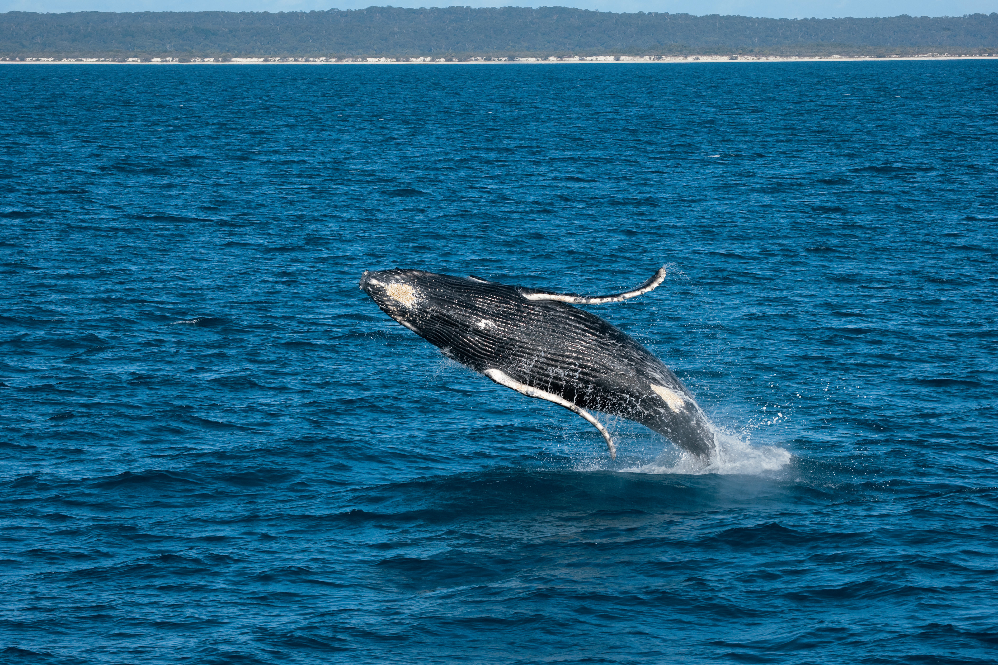 Whale watching at Hervey Bay