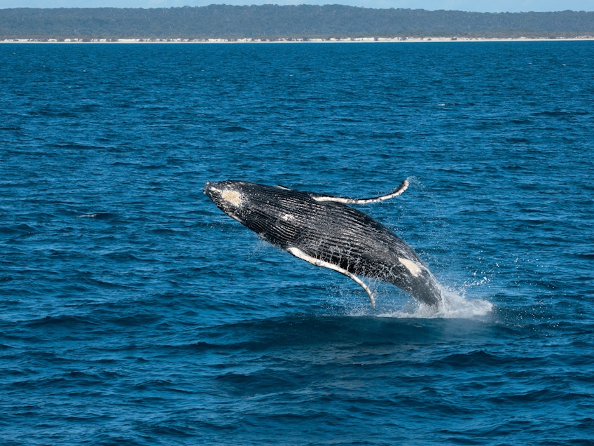 Whale watching at Hervey Bay